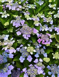 Les arbres du monde au Huelgoat