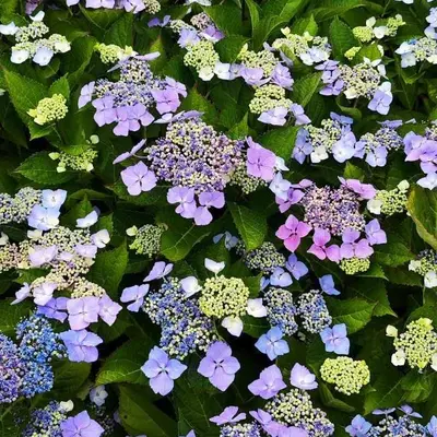 Les arbres du monde au Huelgoat