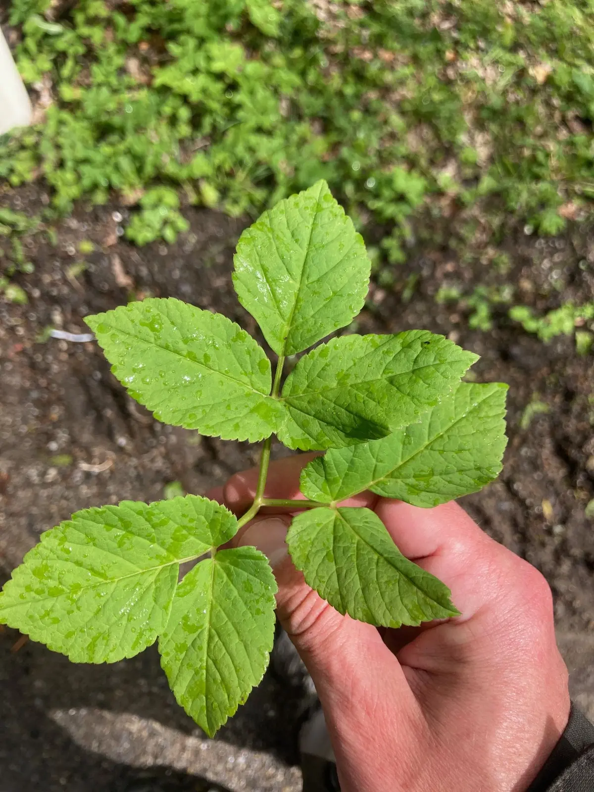 Cueillette de plantes sauvages comestibles & dégustation des produits du verger 