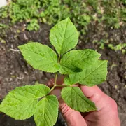 Cueillette de plantes sauvages comestibles & dégustation des produits du verger 
