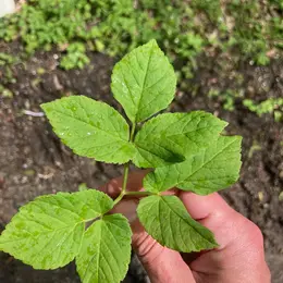 Cueillette de plantes sauvages comestibles & dégustation des produits du verger 