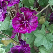 Éveillez le printemps