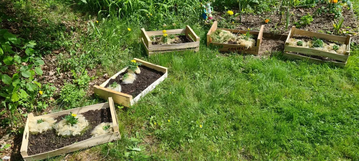 Atelier semis et bouturage 