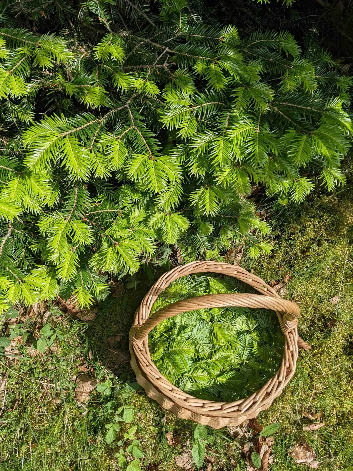Les mercredis du Parc – Deviens un ethnobotaniste en herbe