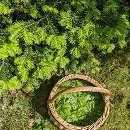Les mercredis du Parc – Deviens un ethnobotaniste en herbe