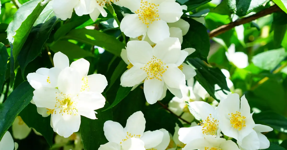 Fête du jasmin à Grasse