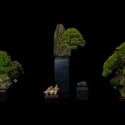 Exposition Biennale de Bonsaï 2026 