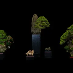 Exposition Biennale de Bonsaï 2026 