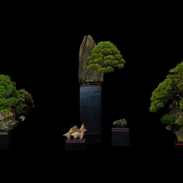 Exposition Biennale de Bonsaï 2026 