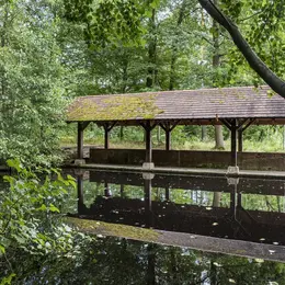 Les ressources ancestrales de la forêt de Haguenau