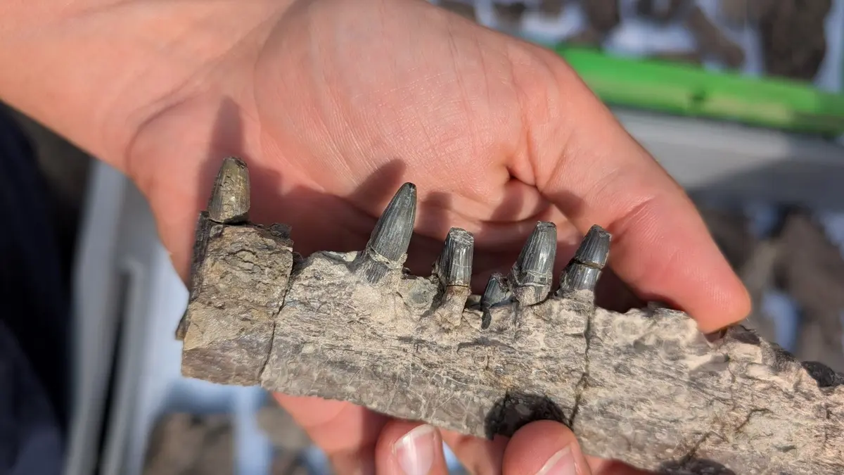 Conférence : à la recherche du plus grand animal de tous les temps