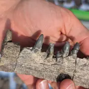 Conférence : à la recherche du plus grand animal de tous les temps