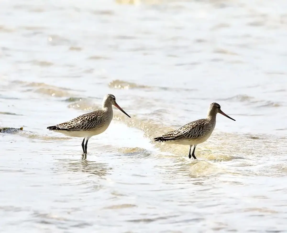 Balade autour des oiseaux du littoral