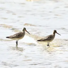 Balade autour des oiseaux du littoral