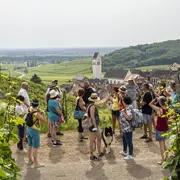 Pique Nique chez le Vigneron Paul SPANNAGEL