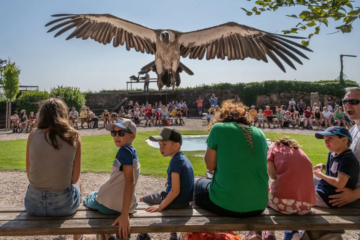 L'impressionnant Condor des Andes