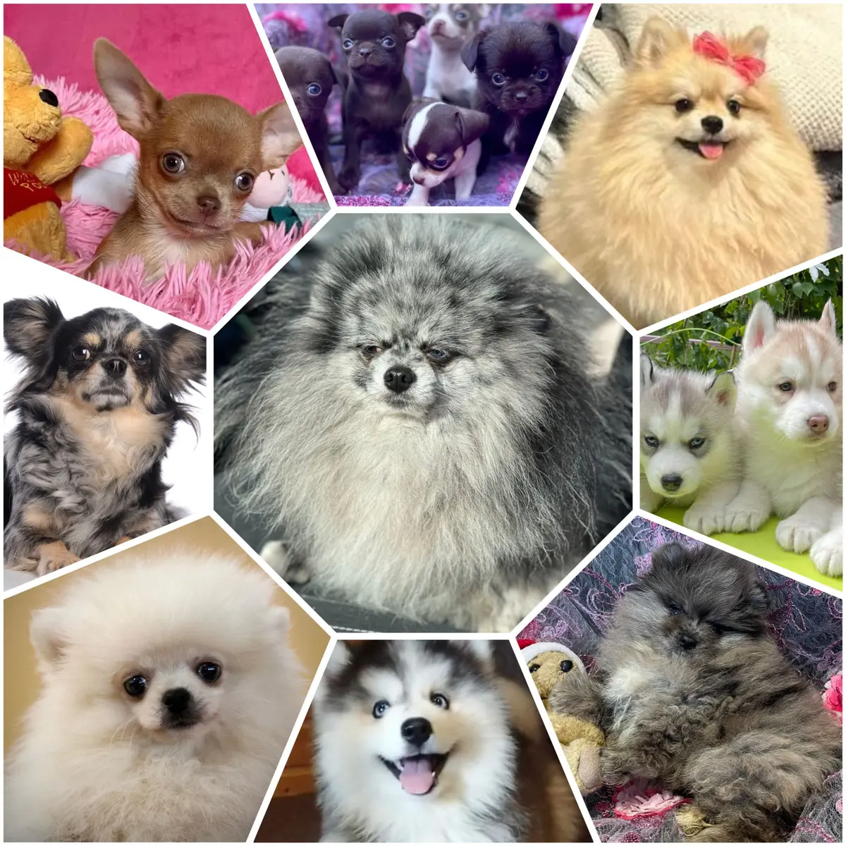 Salon du chiot et du bien être animal