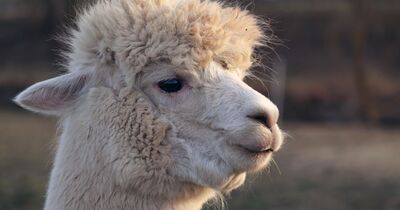 Visite p&eacute;dagogique du Clos des Lamas et Alpagas