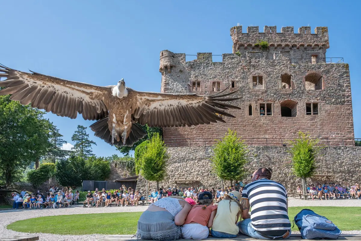 Un rapace en vol devant le Château de Kintzheim