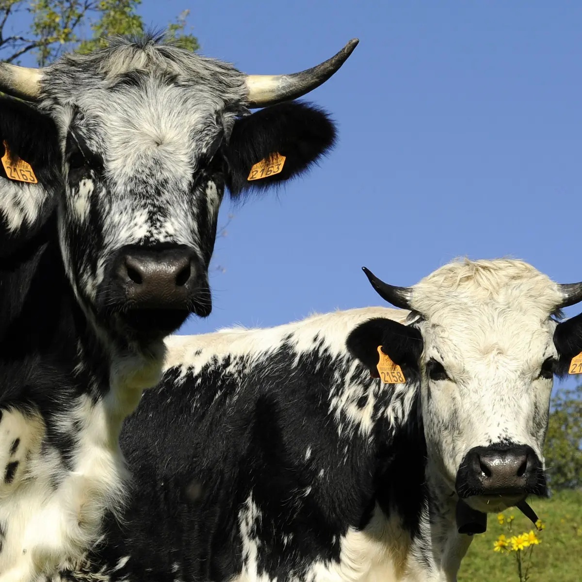 Les vaches montent dans les pâturages de montagne au mois de mai