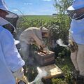L'abeille et la biodiversit&eacute;