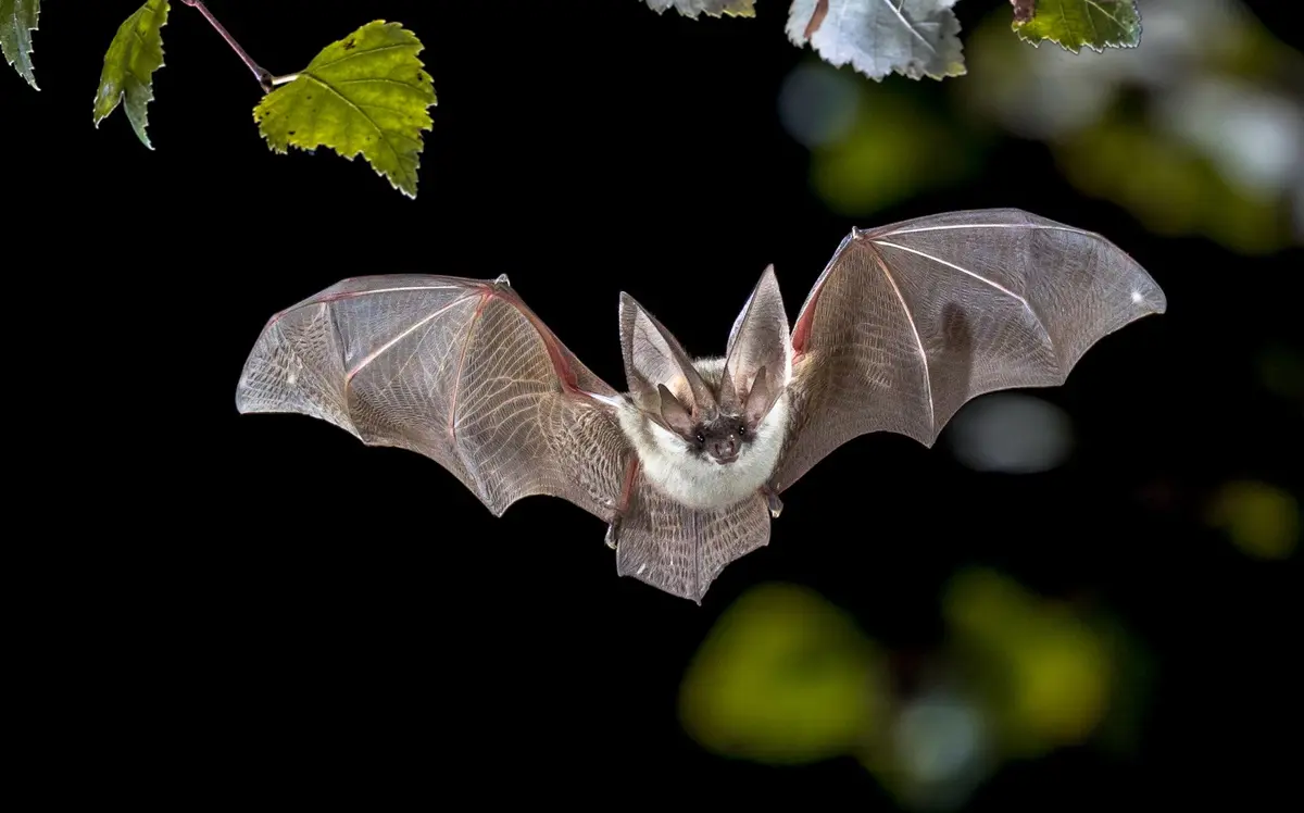 Nuit internationale de la chauve-souris