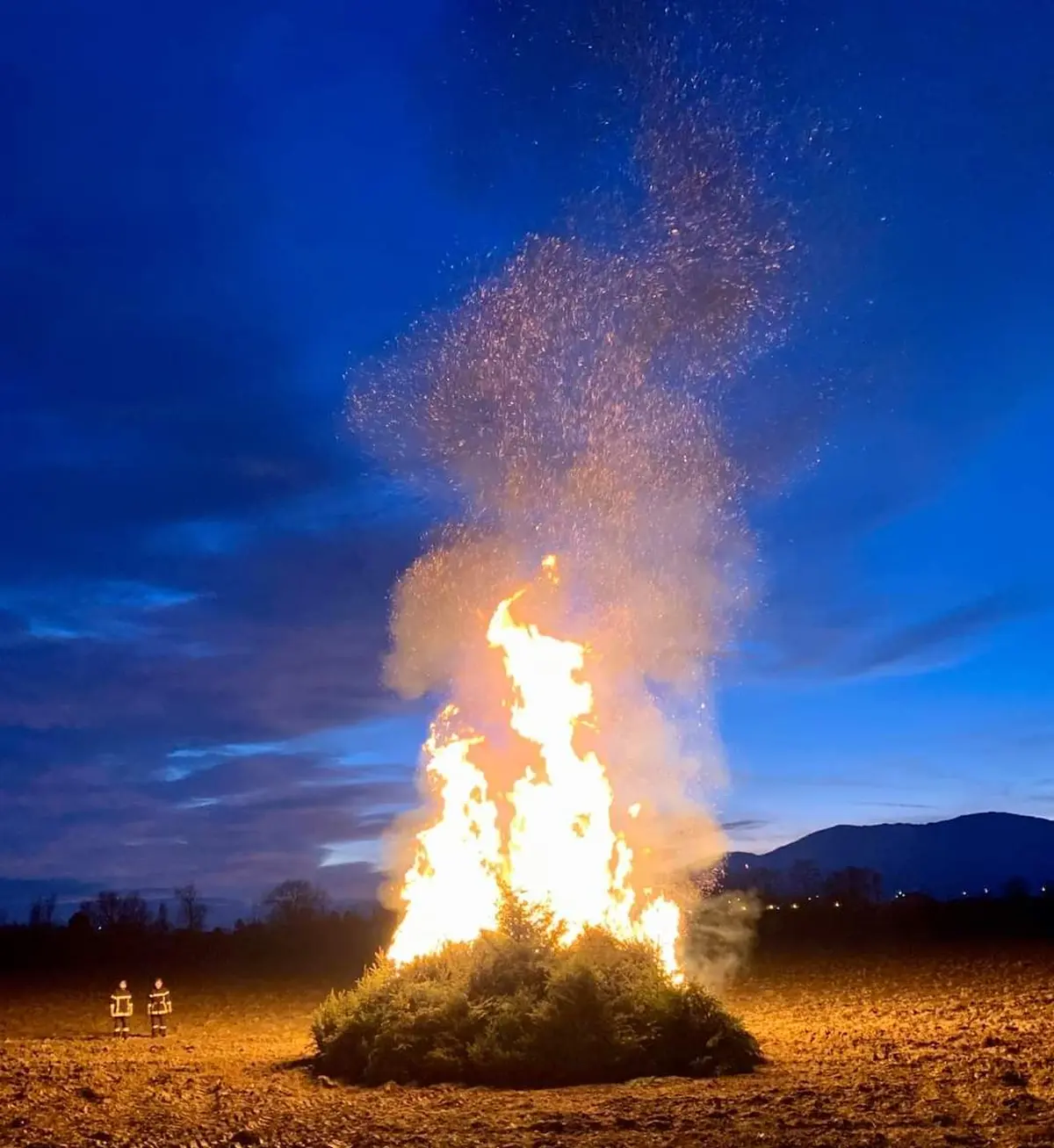 Crémation de sapins