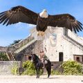 Les Aigles des Remparts