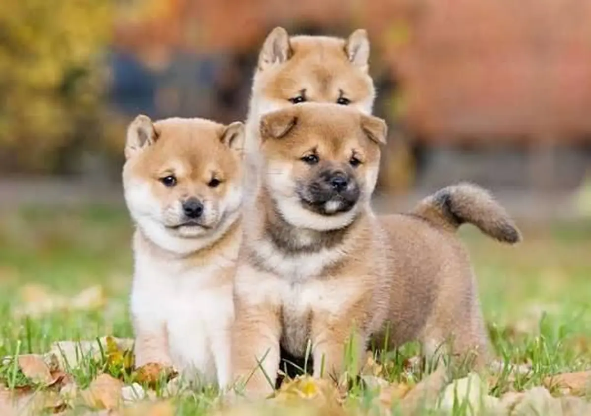 Salon du chiot et du bien-&ecirc;tre animal