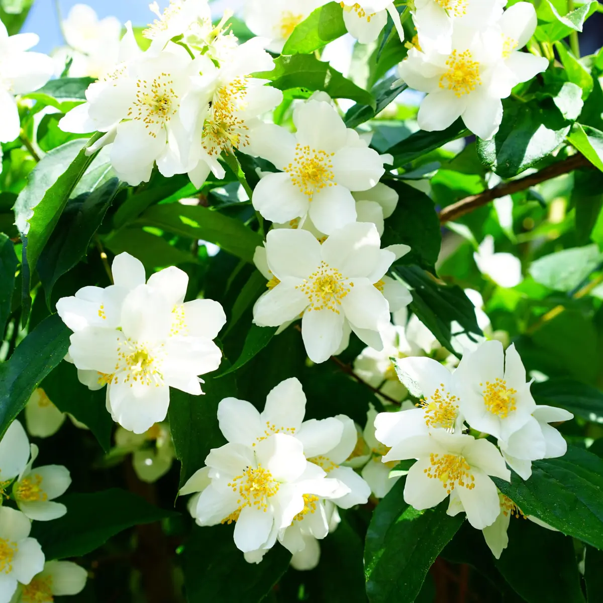 Fête du jasmin à Grasse