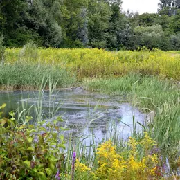 Espace naturel sensible du Grossmatt : un écrin de verdure à découvrir !