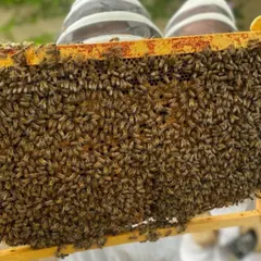 1/2 journée Apiculture à Beaumes-de-Venise près d'Orange (84)