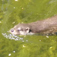 Les animaux sont visibles de près au Parc des cigognes et des loutres en Alsace DR