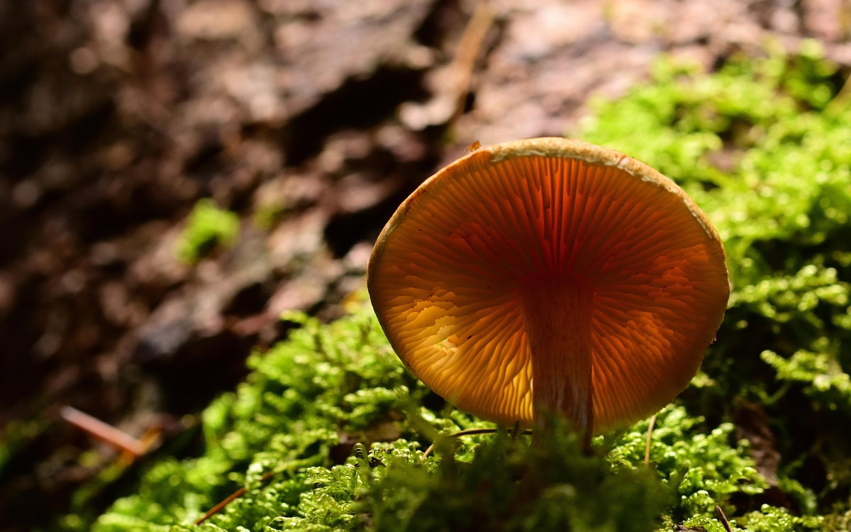 1 chercheur 1 manip. Biopile, carbone et champignon !