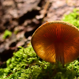 1 chercheur 1 manip. Biopile, carbone et champignon !