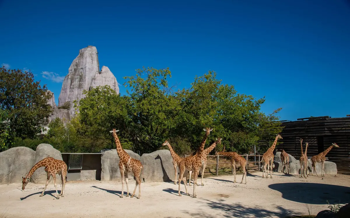 Voir les girafes au zoo de Vincennes 