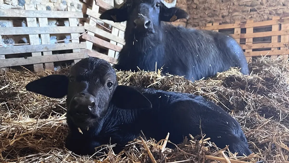 100 lieux 100 massages : Ancrage en Pyrénées