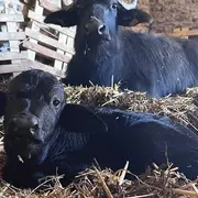 100 lieux 100 massages : Ancrage en Pyrénées