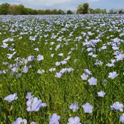 100 lieux 100 massages : Ancrage en Pyrénées