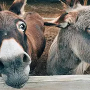 10ème anniversaire de la fête des animaux de la ferme