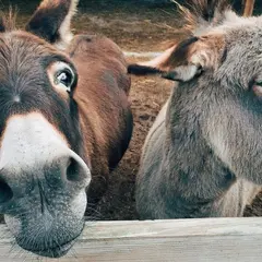 10ème anniversaire de la fête des animaux de la ferme