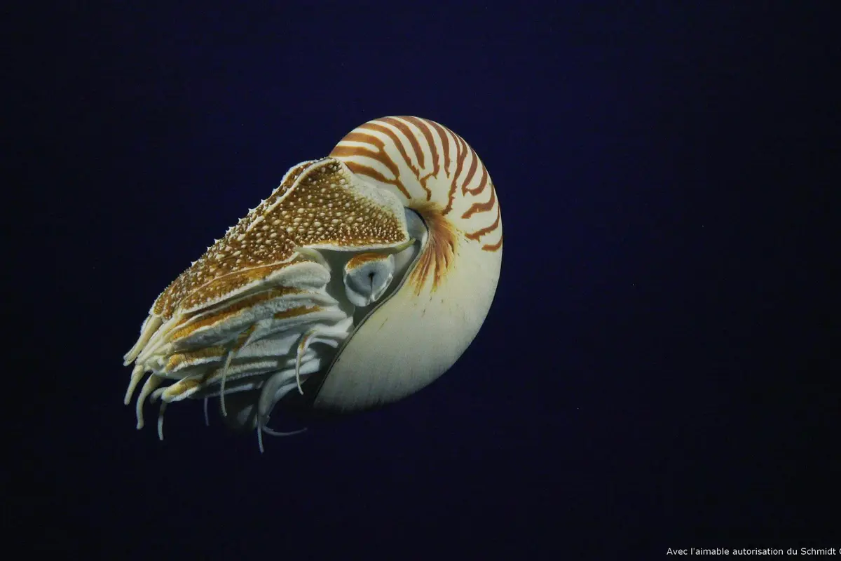 Aquarium Nausicaá: Billet coupe-file