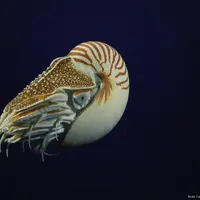 Aquarium Nausicaá: Billet coupe-file &copy; Schmidt Ocean Institute