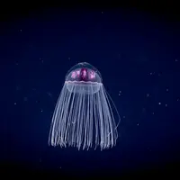 Aquarium Nausicaá: Billet coupe-file DR