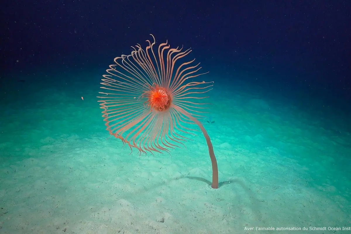 Aquarium Nausicaá: Billet coupe-file