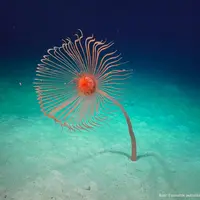Aquarium Nausicaá: Billet coupe-file &copy; Schmidt Ocean Institute