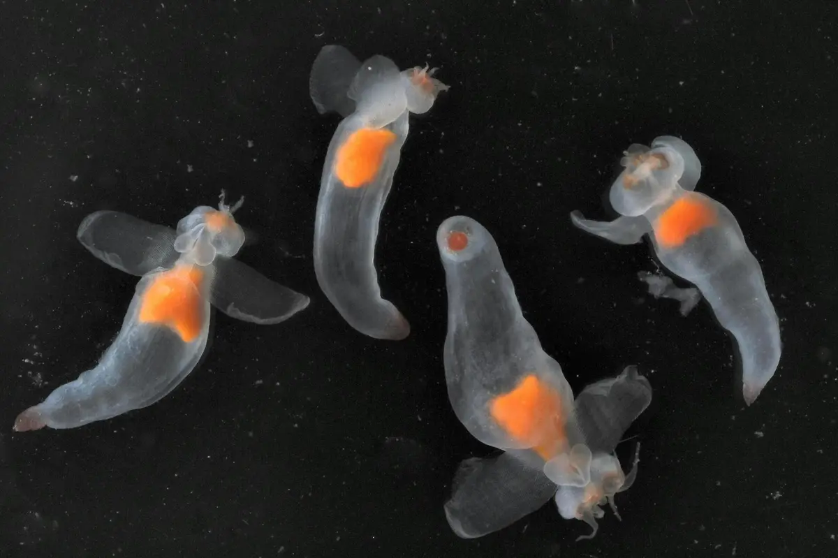 Aquarium Nausicaá: Billet coupe-file