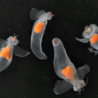 Aquarium Nausicaá: Billet coupe-file DR