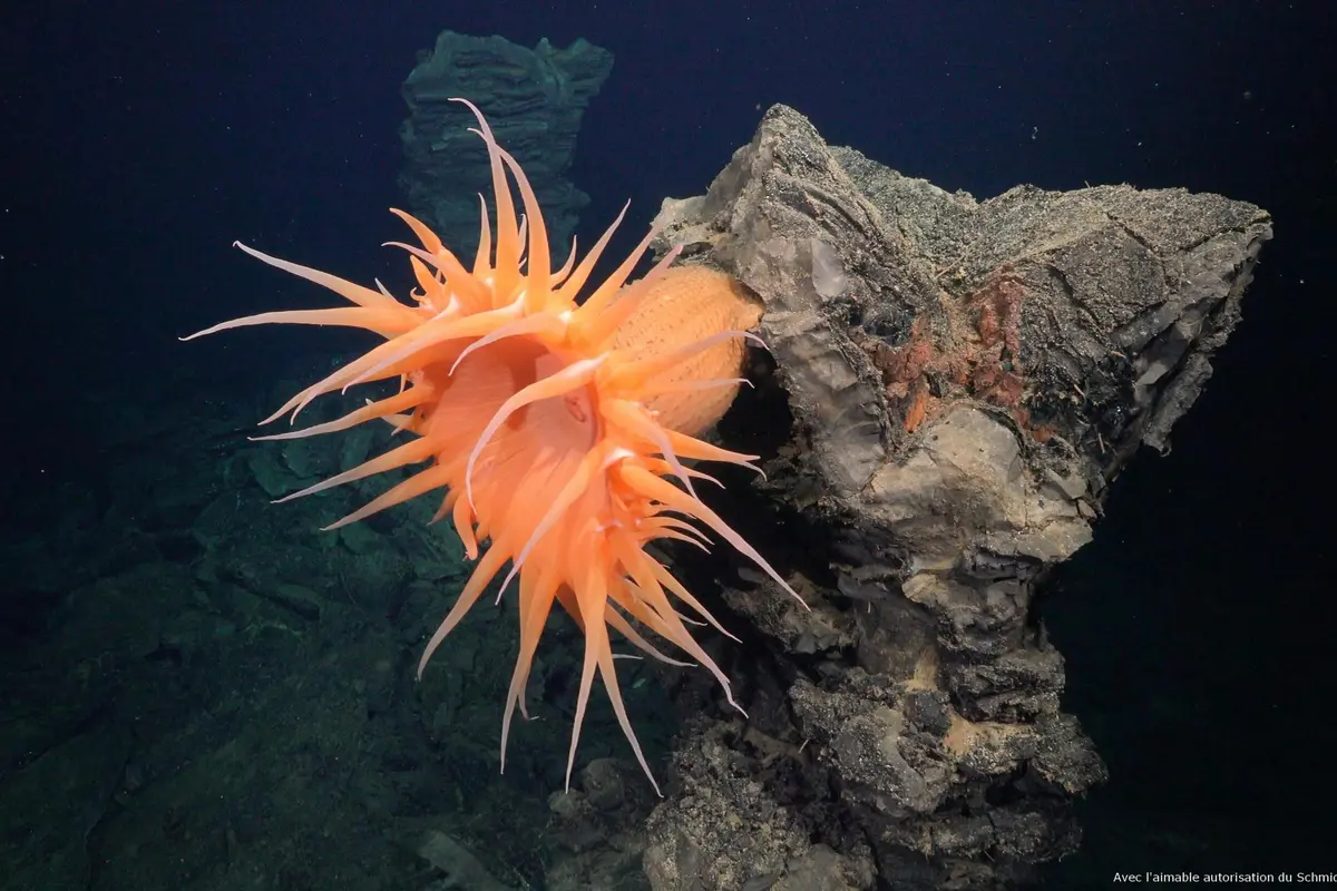 Aquarium Nausicaá: Billet coupe-file