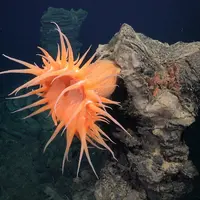 Aquarium Nausicaá: Billet coupe-file &copy; SuBastian-Schmidt Ocean Institute